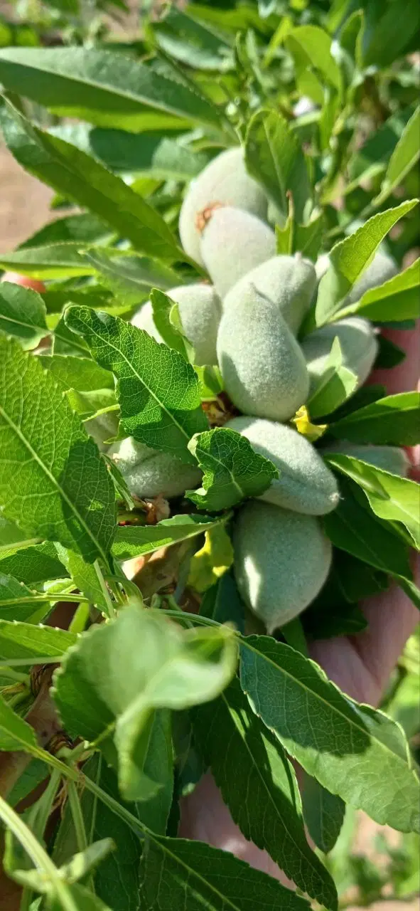 باغچه ۵۰۰ متری دارای آب چاه