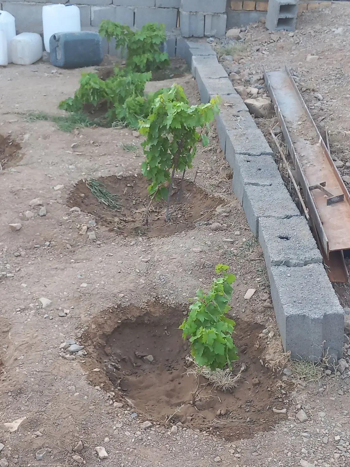 ویلا،باغچه،سیلیجرد