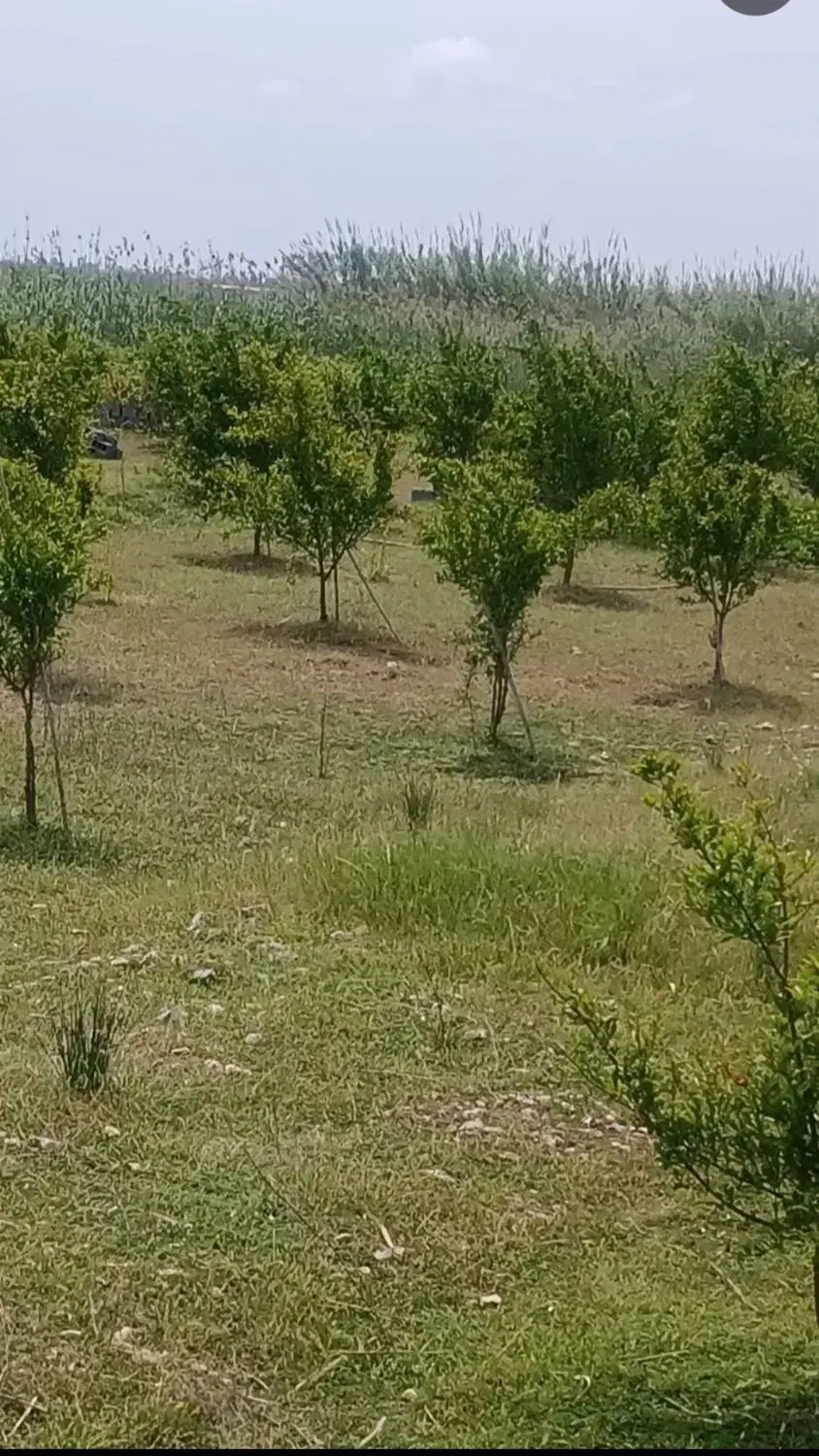فروش زمین،مناسب سرمایه گذاری،خلیل شهر، محله عموزاد
