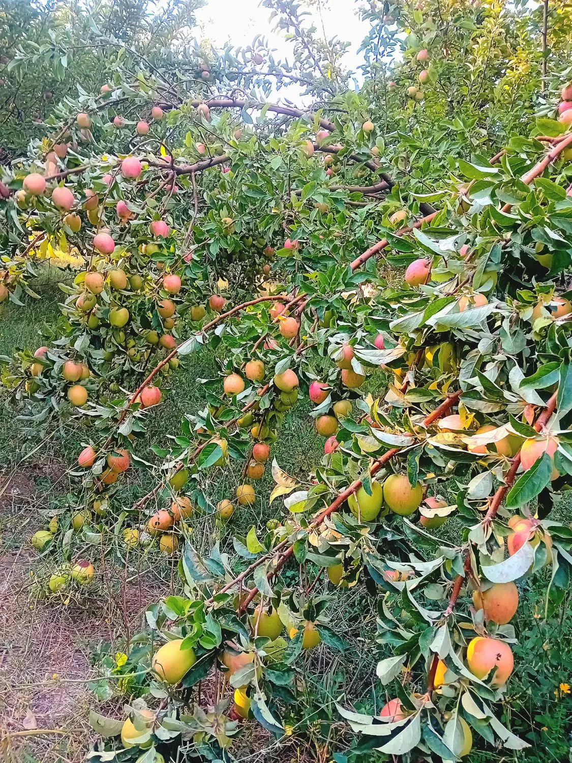 اجاره باغ سیب