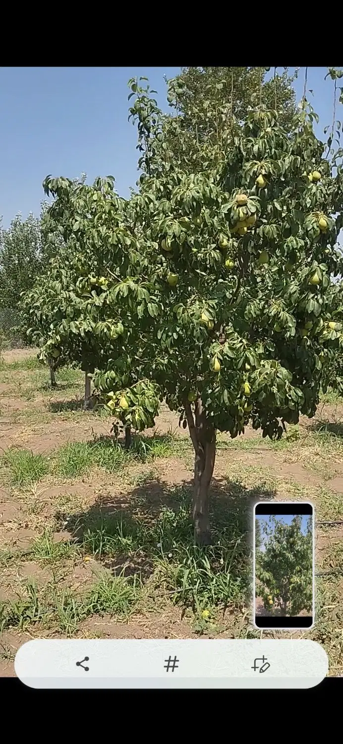 باغ گلابی معاوضه با ماشین