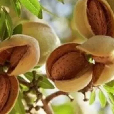 فروش زمین قنوات باآلاچیق با سهمیه آب ۳۰دقیقه
