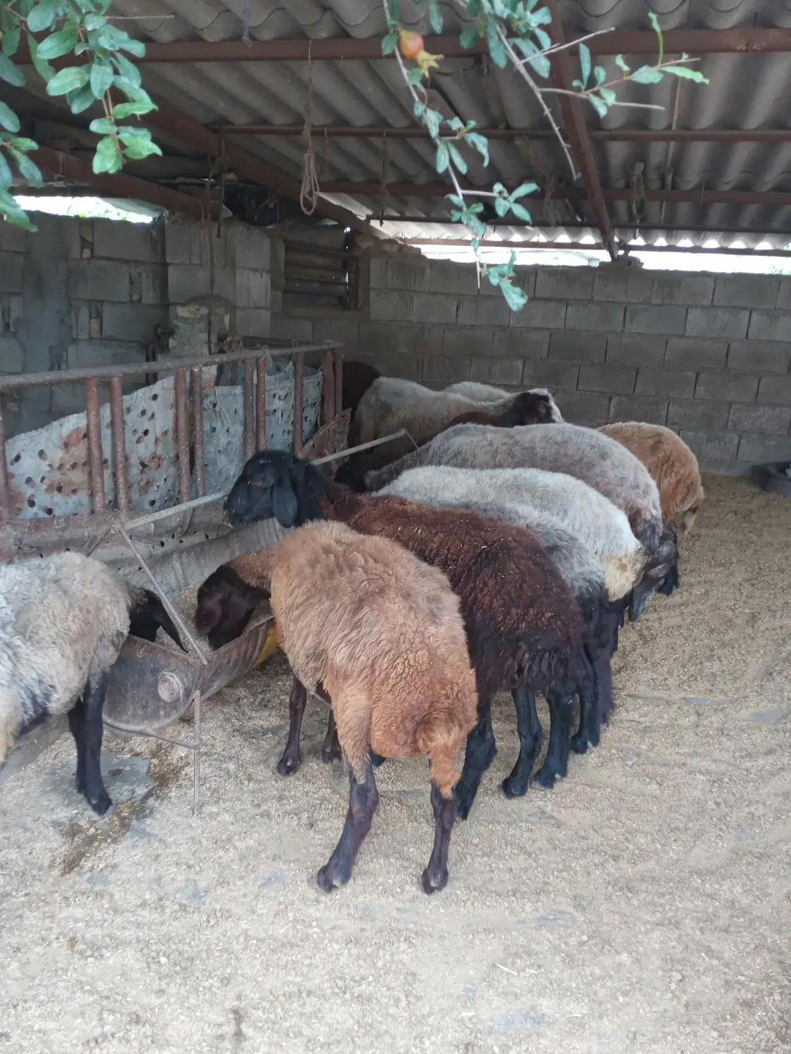خونه‌ی..بزرگ