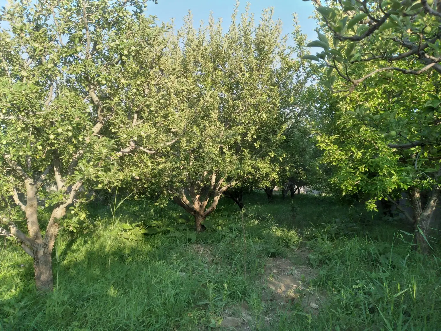 باغ در روستایی ایوند