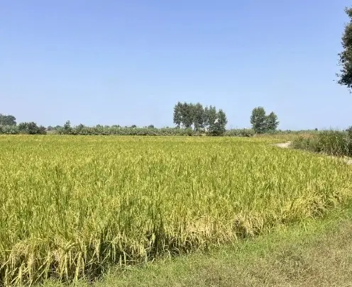 زمین شالیزار