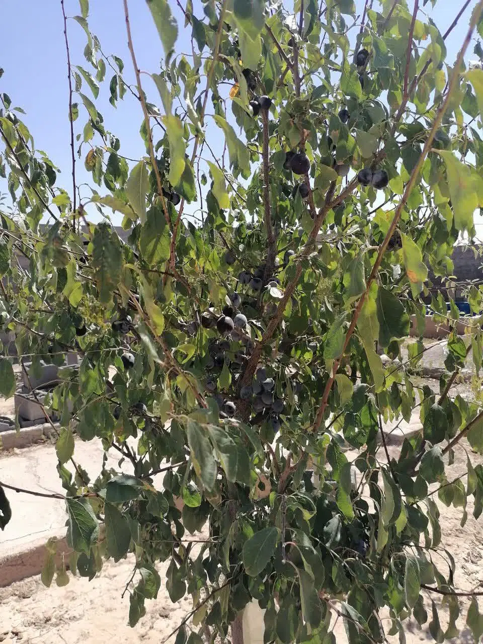 باغ فروشی ۵۰۰متری