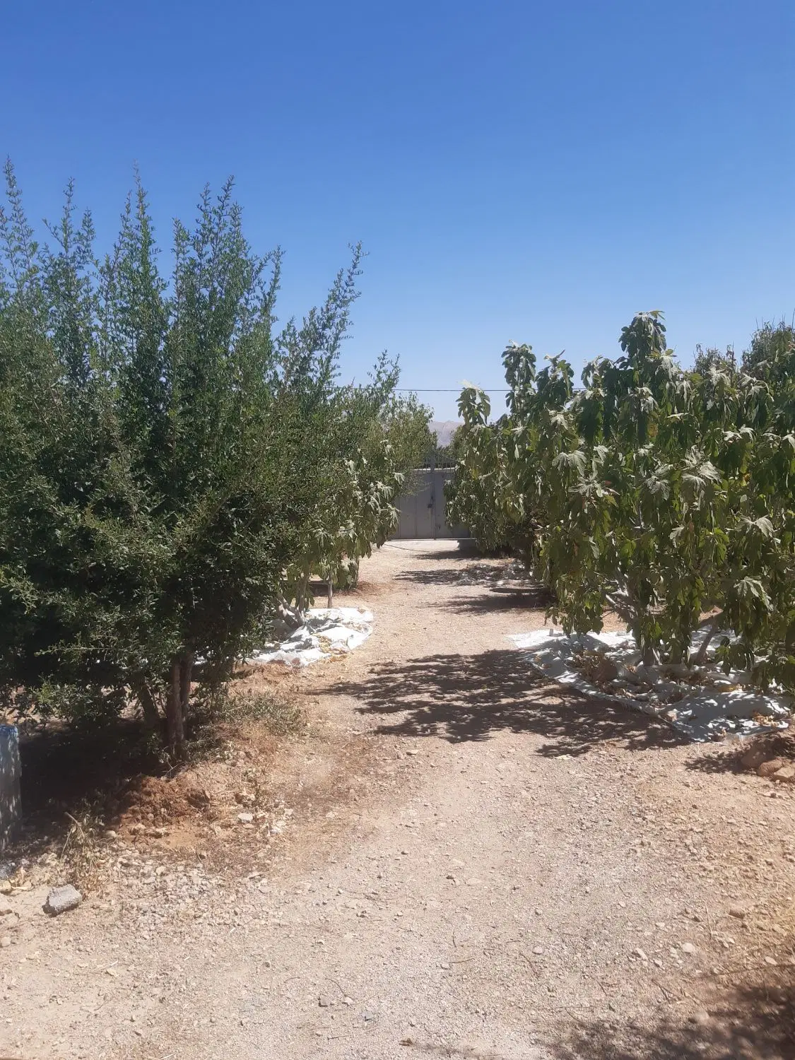 باغ شهری لپویی