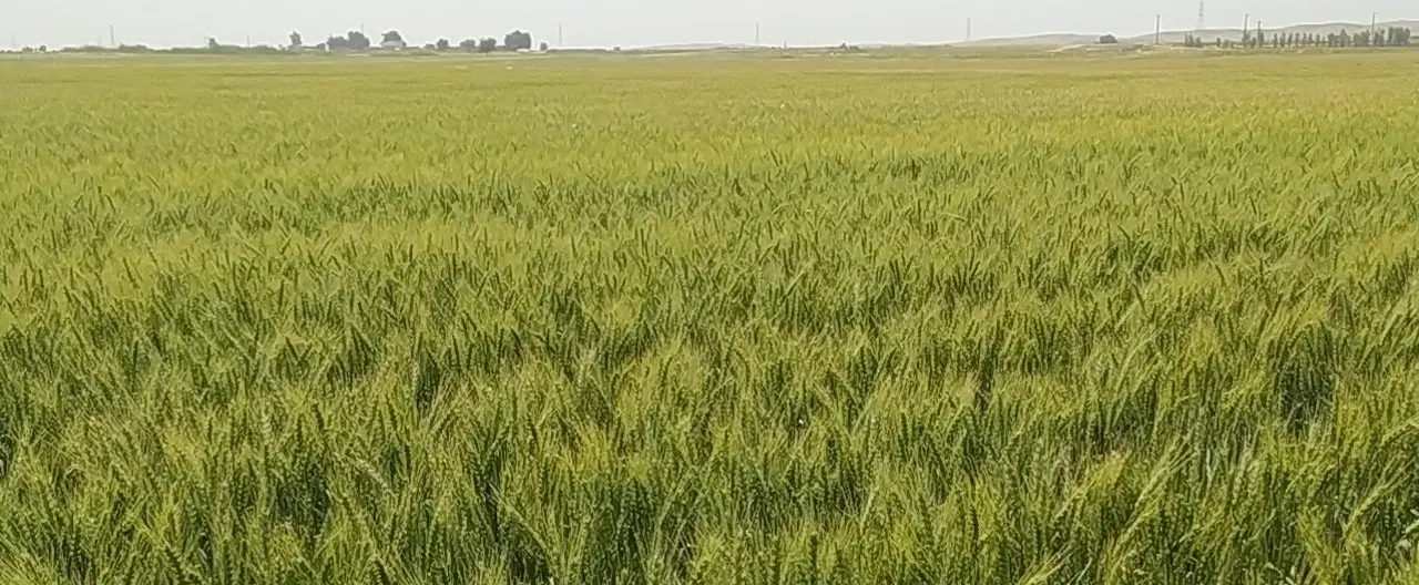 فروش زمین کشاورزی
