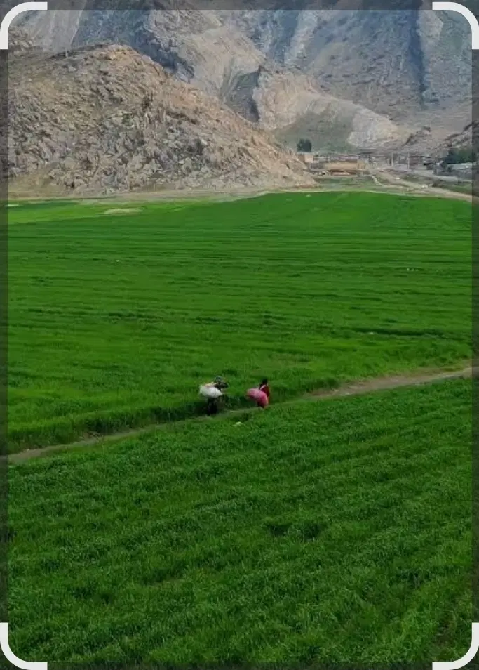 فروش زمین کشاورزی