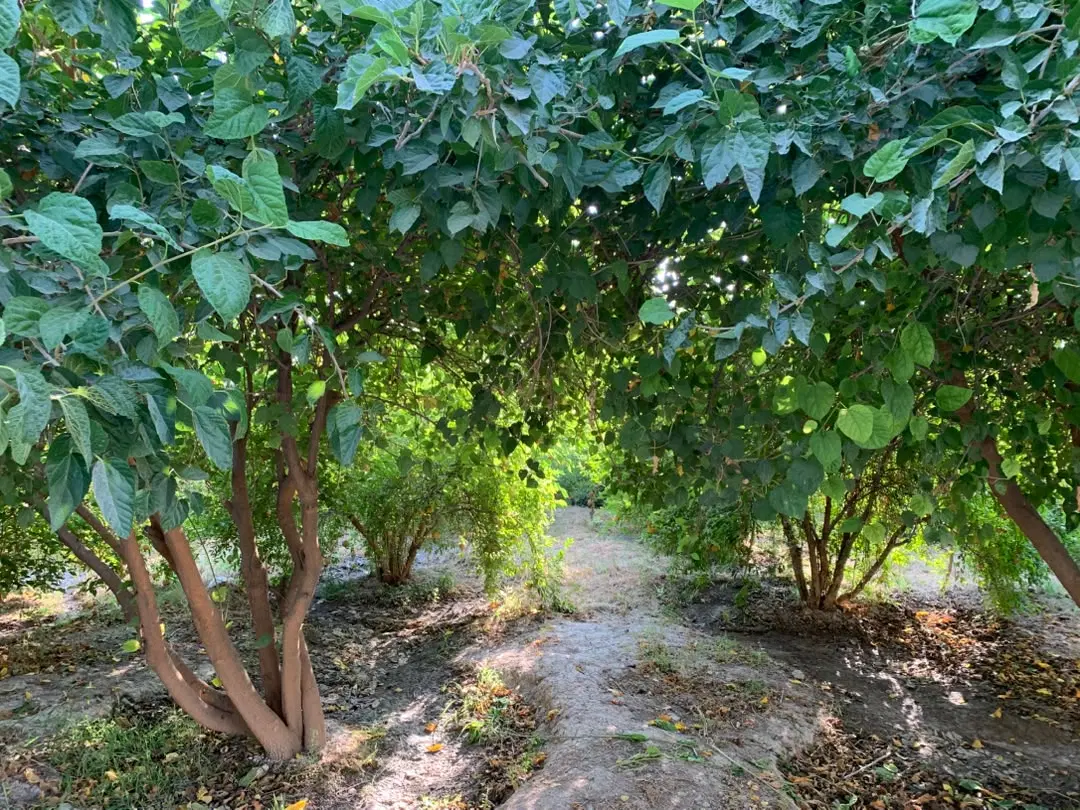 فروش باغچه امرآباد