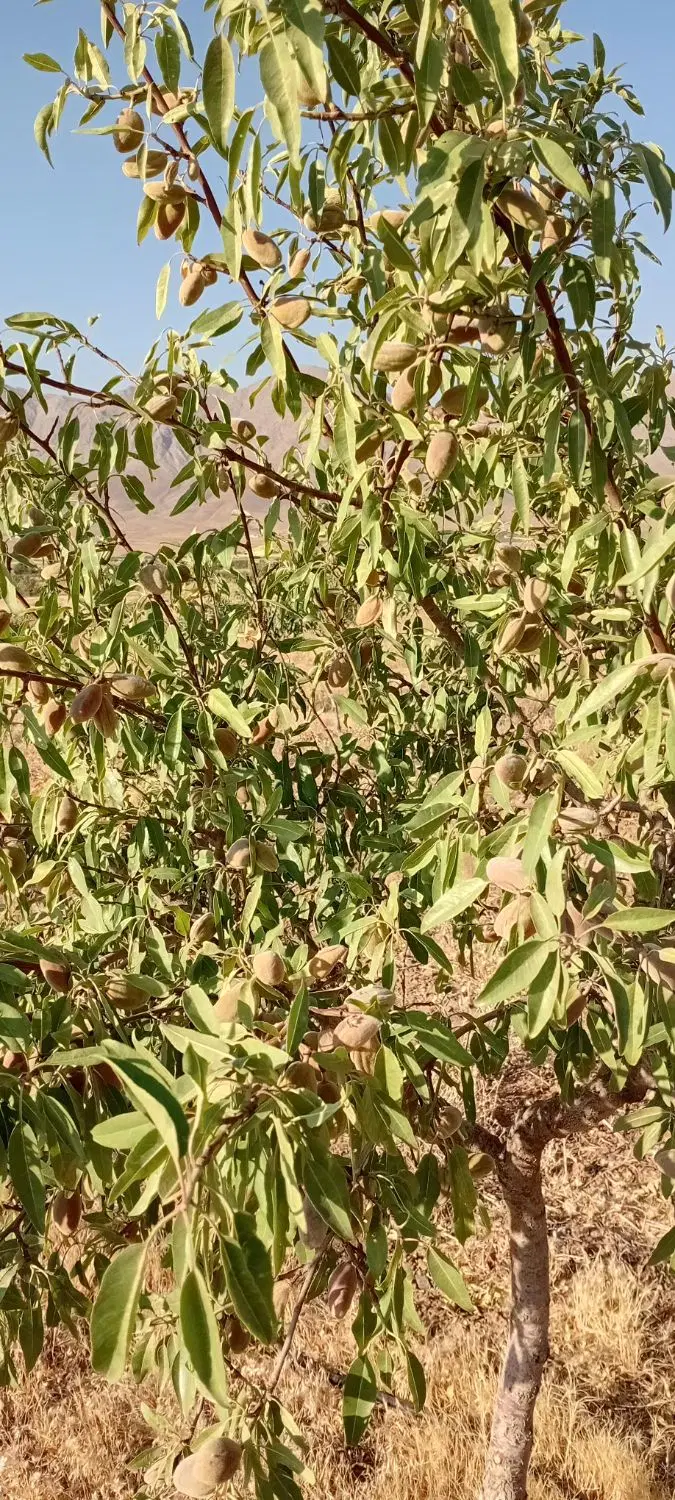 ۴۰ هزار متر مربع زمین وباغ بادام شهرستان خوانسار