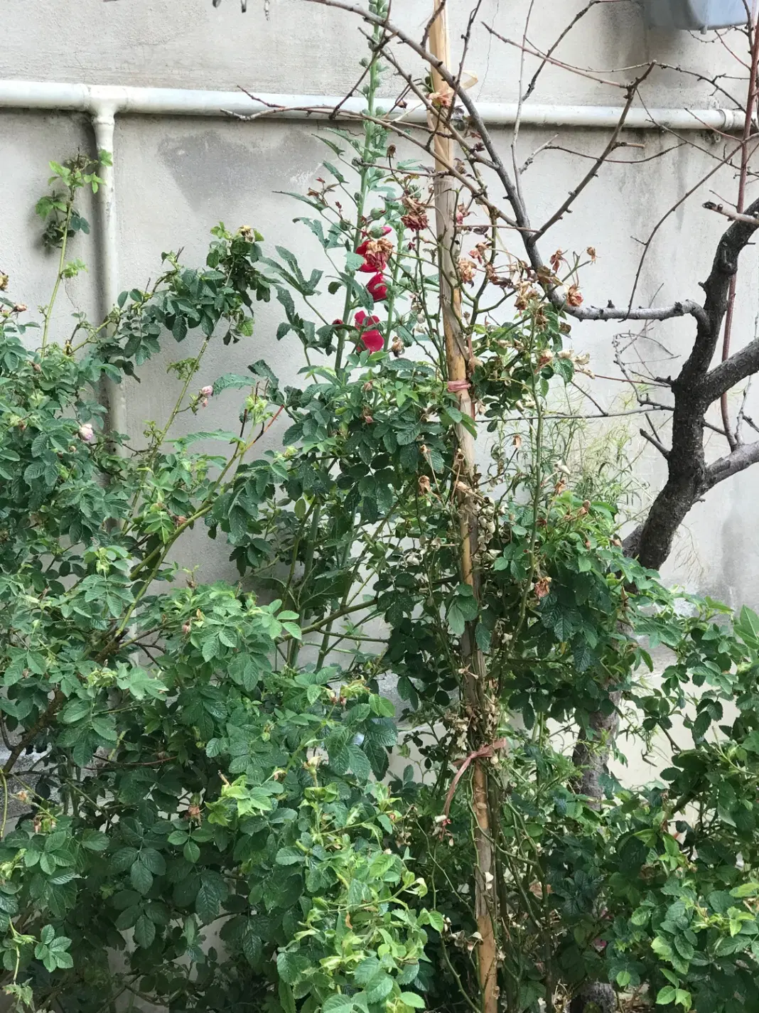 خانه ویلایی یک طبقه ورودی شهرک گلستان خیابان اصلی