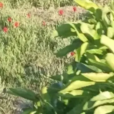فروش زمین