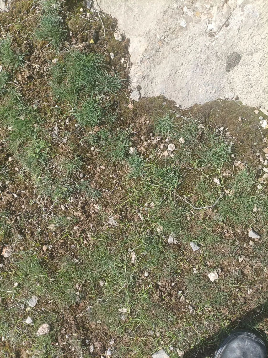 زمین واقع در روستای خرمبک(پایین تر از پل هوایی)