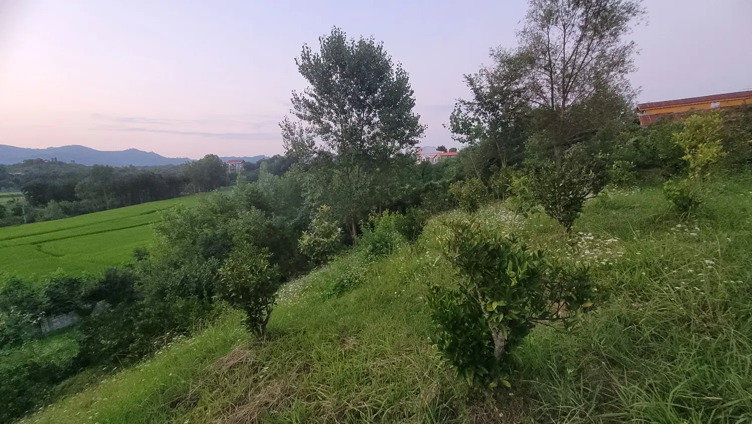 یک قطعه زمین به متراژ ۵۱۷ متر