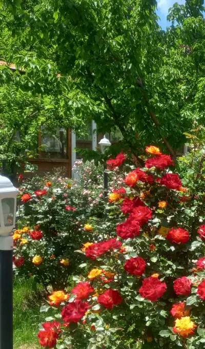 اجاره سفره خانه