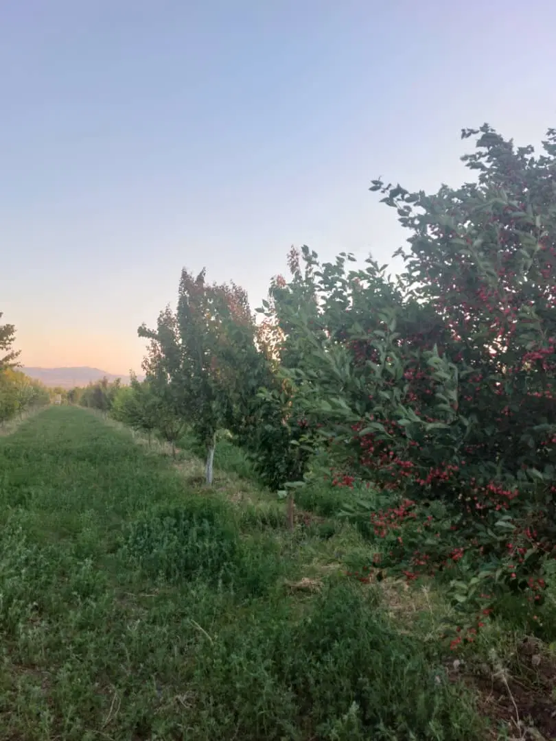 فروش زمین بر جاده زیبا کنار انتهای خ فاتحی