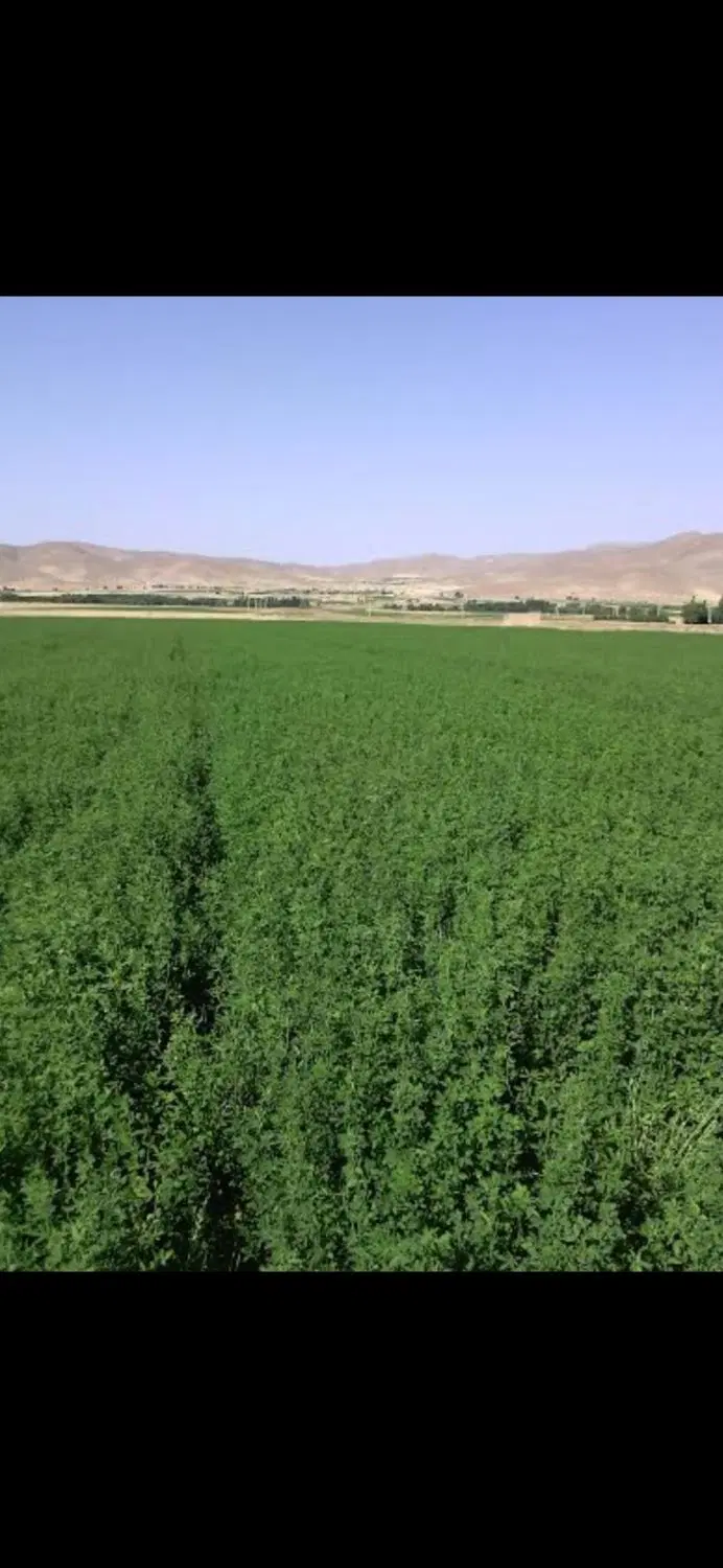 زمین در شهرک زعفرانیه