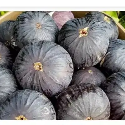 اجاره درخت انجیر دارای انجیر بزرگ وشیرین