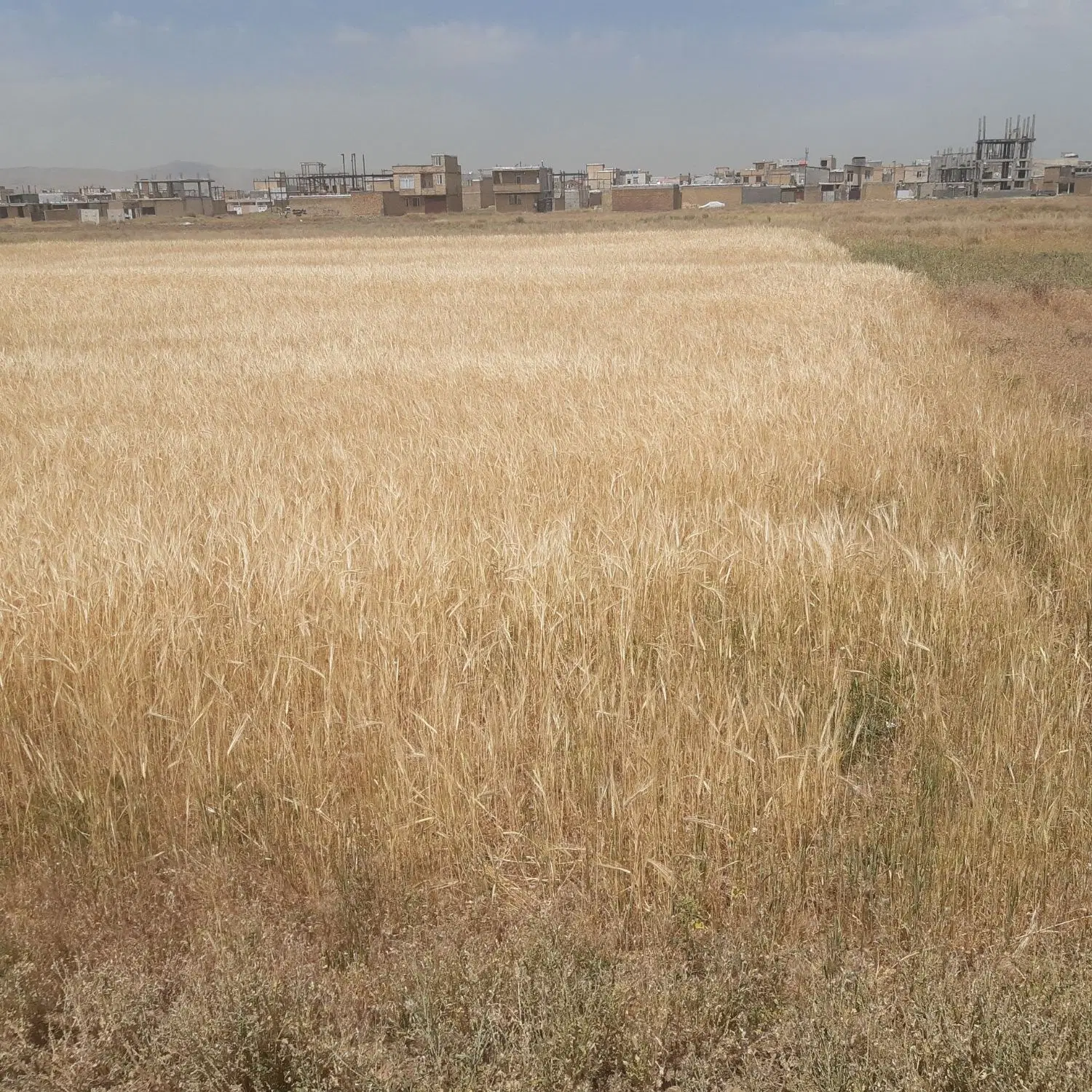 زمین دپن