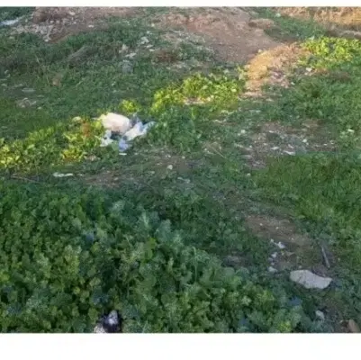باغ سرحد امامزاده علی