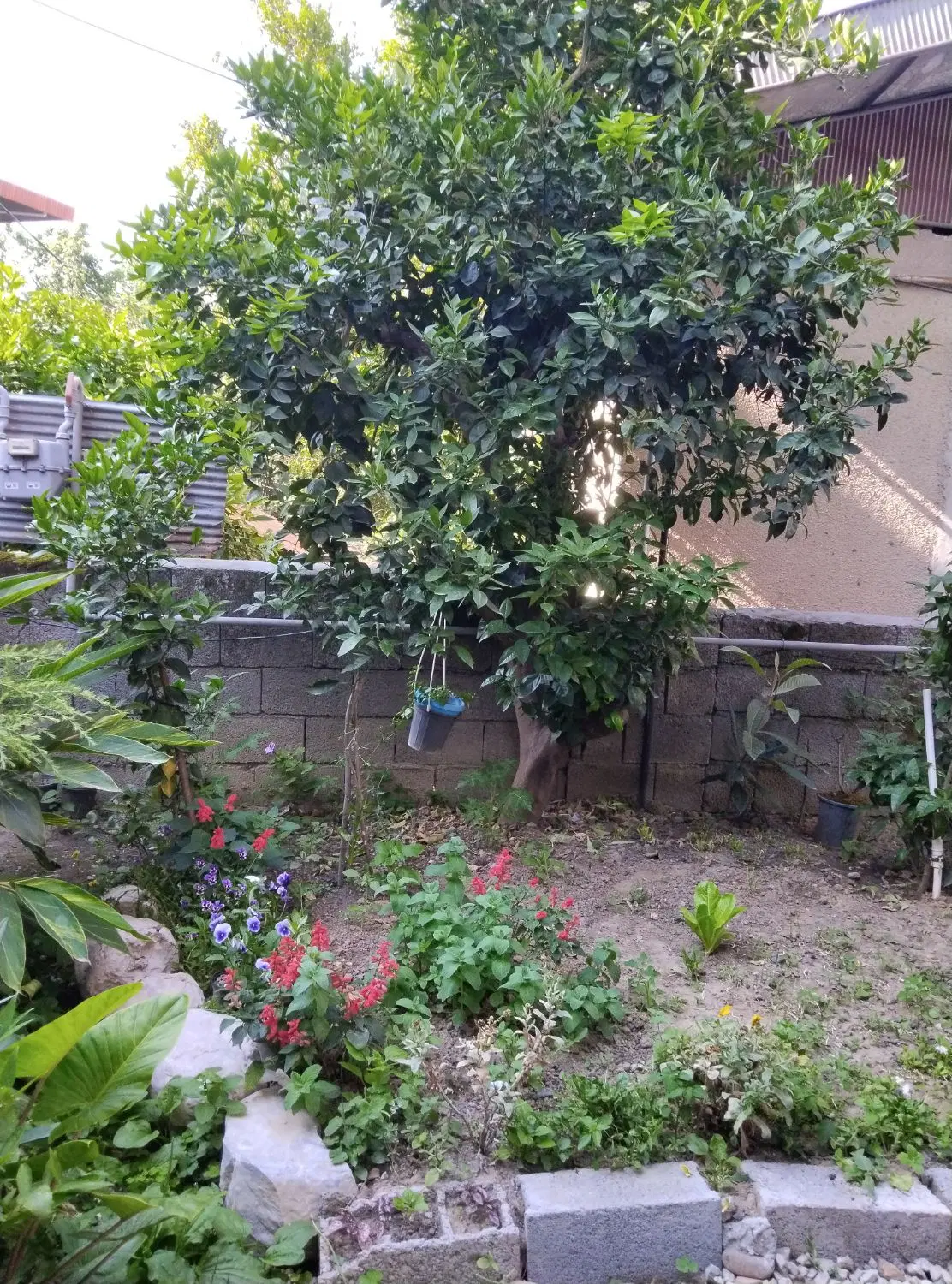 سوییت شبانه