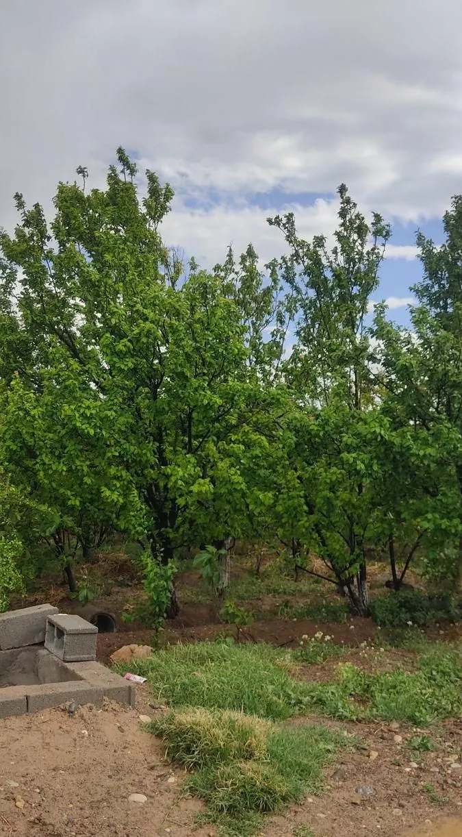 باغچه گیجه سبز