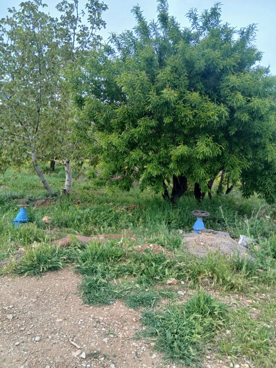 باغ وهمان