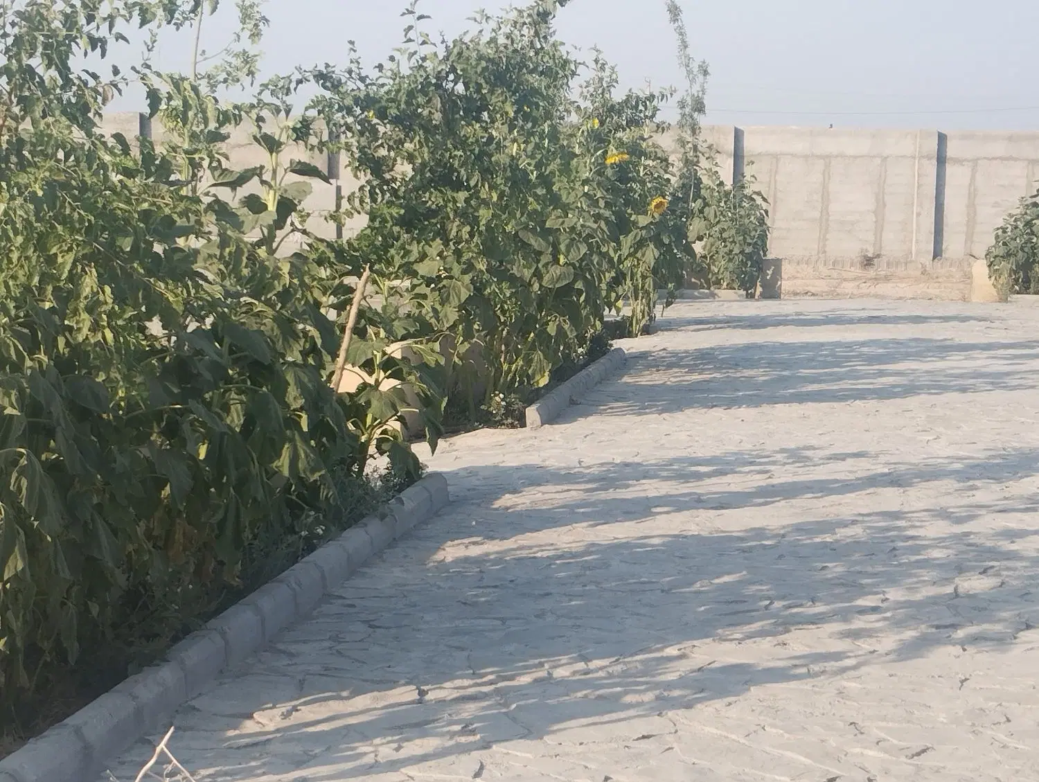 قواره 250متری
