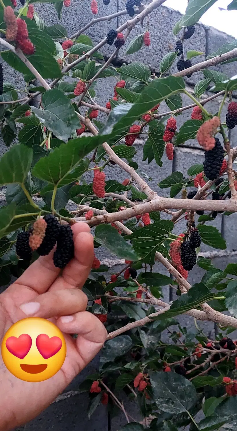 ۷۵۰متر باغ تفکیکی سرسبز سنددار مناسب سرمایه‌گذاری