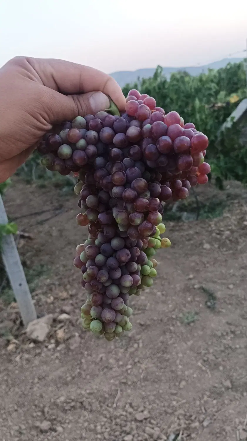 فروش باغ انگور داربستی توچغاز