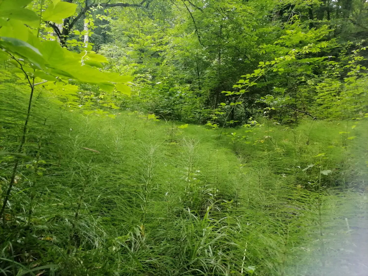 300مترمربع زمین روستای فیض اباد