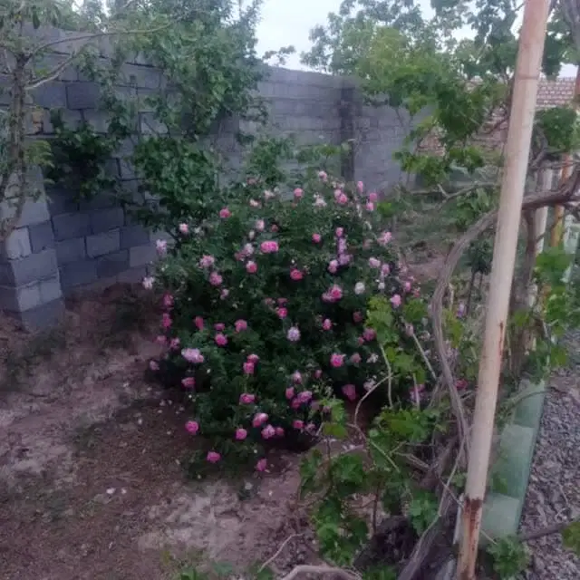 فروش باغ در قاضی بالا