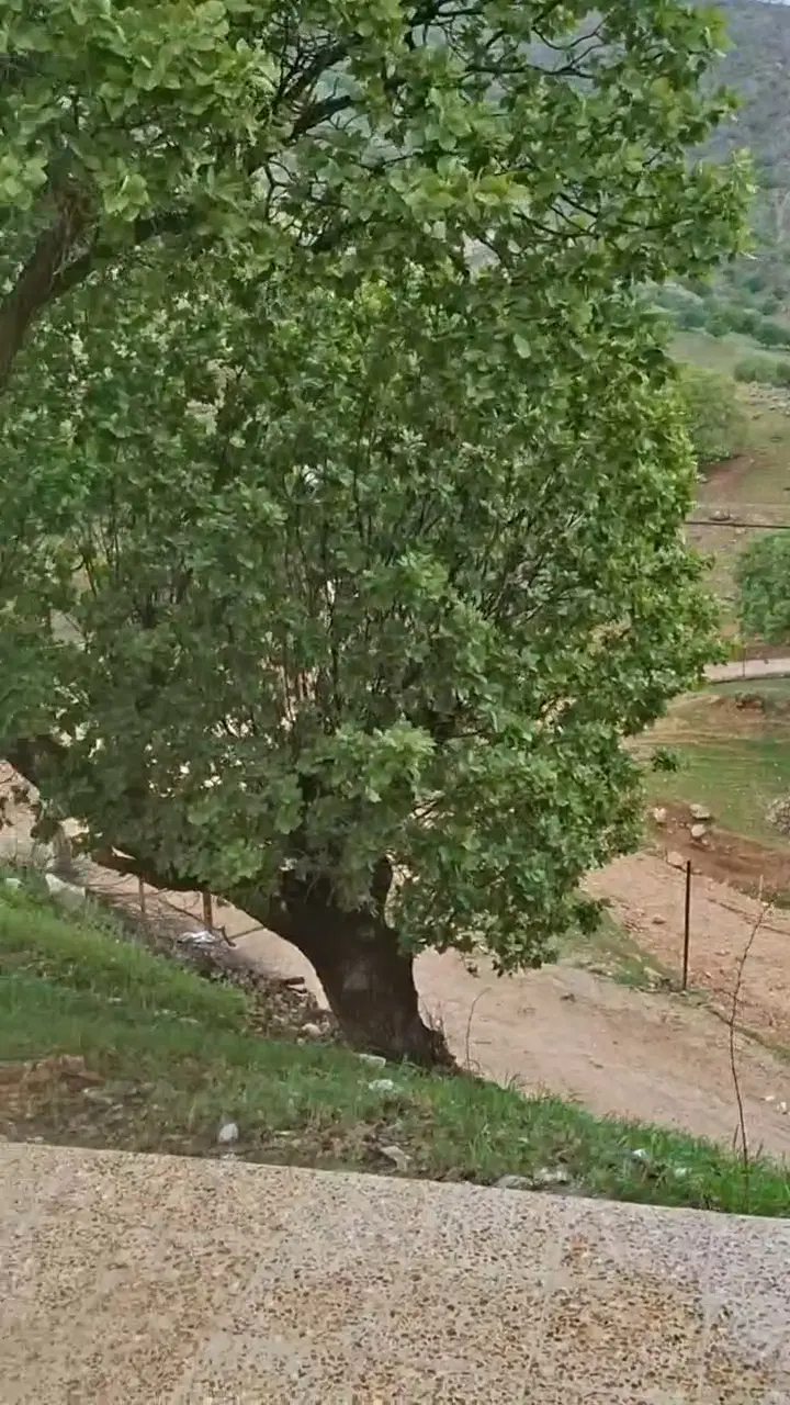 باغ