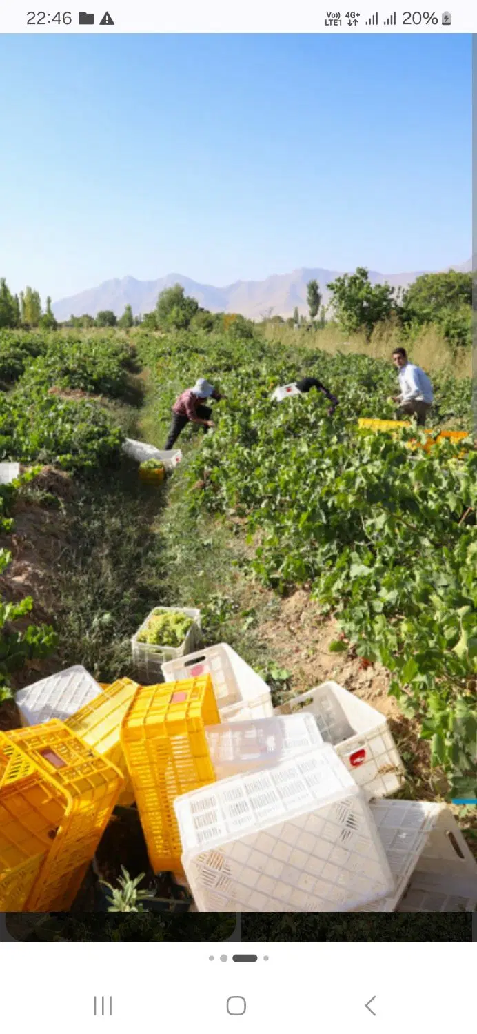 باغ انگور