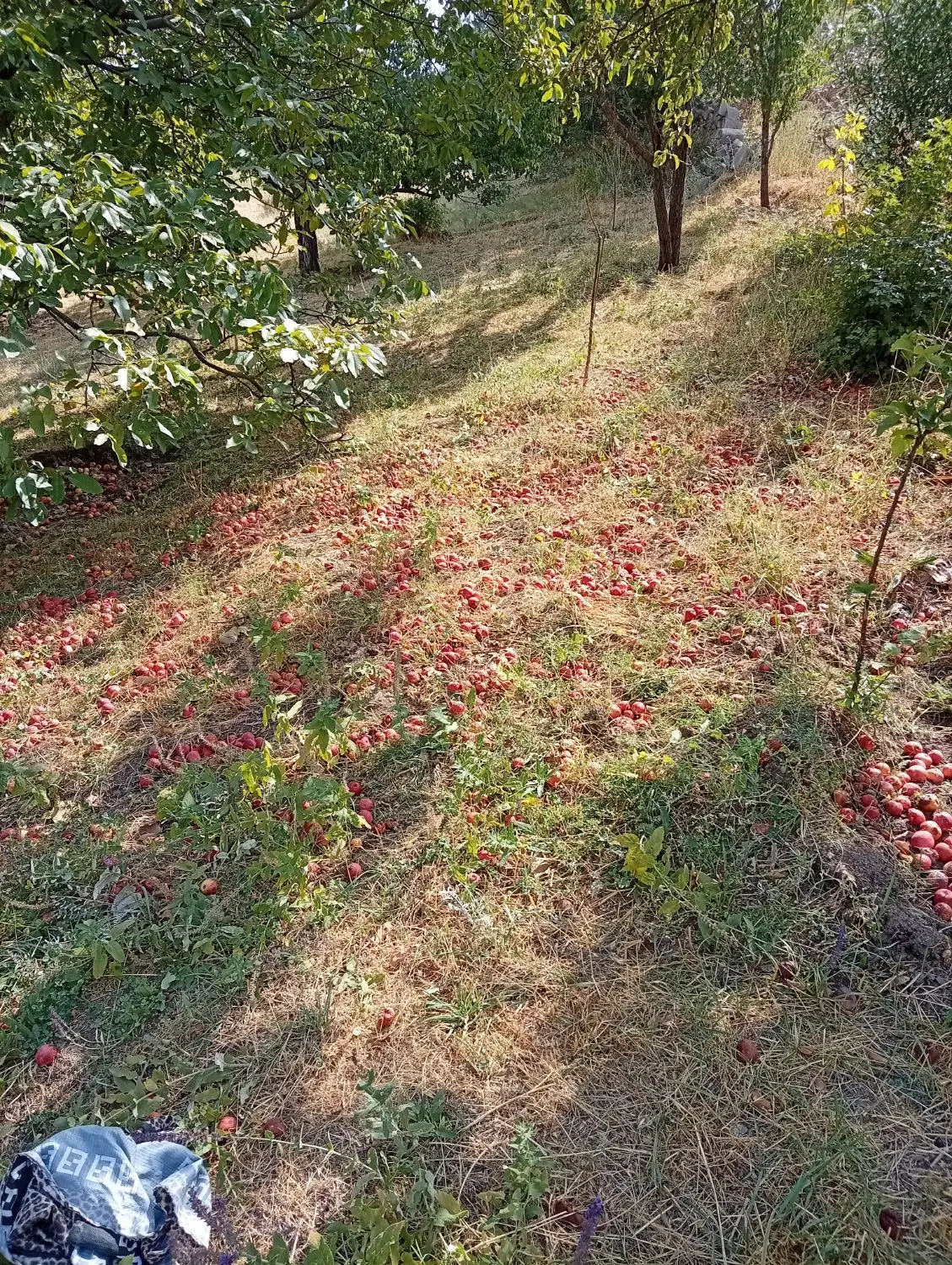 زمین ‌کشاورزی