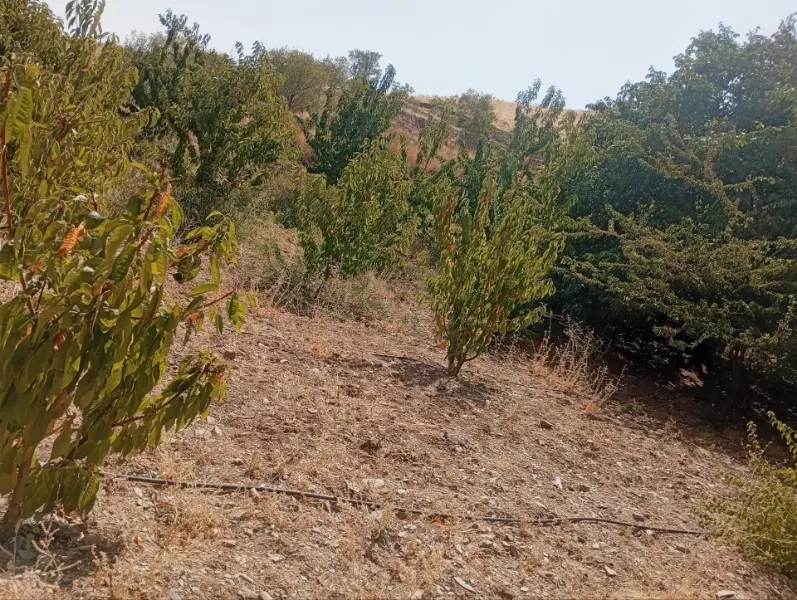 زمین کشاورزی