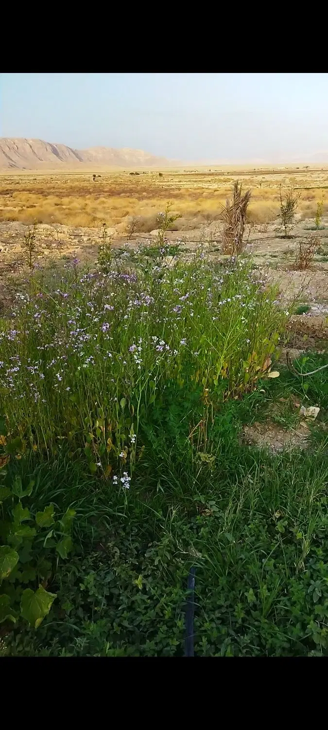 زمین و باغ شهری