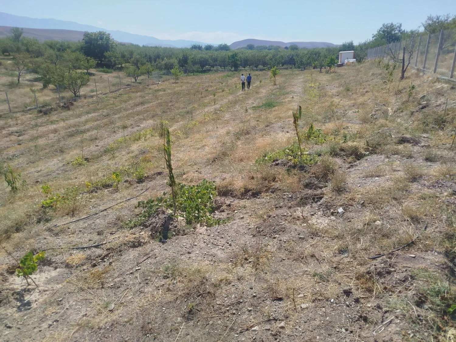 فروش باغ درحوالی روستای گرنگاه