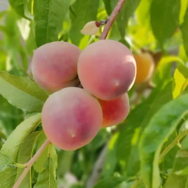 باغ شاهنامه گوارشک