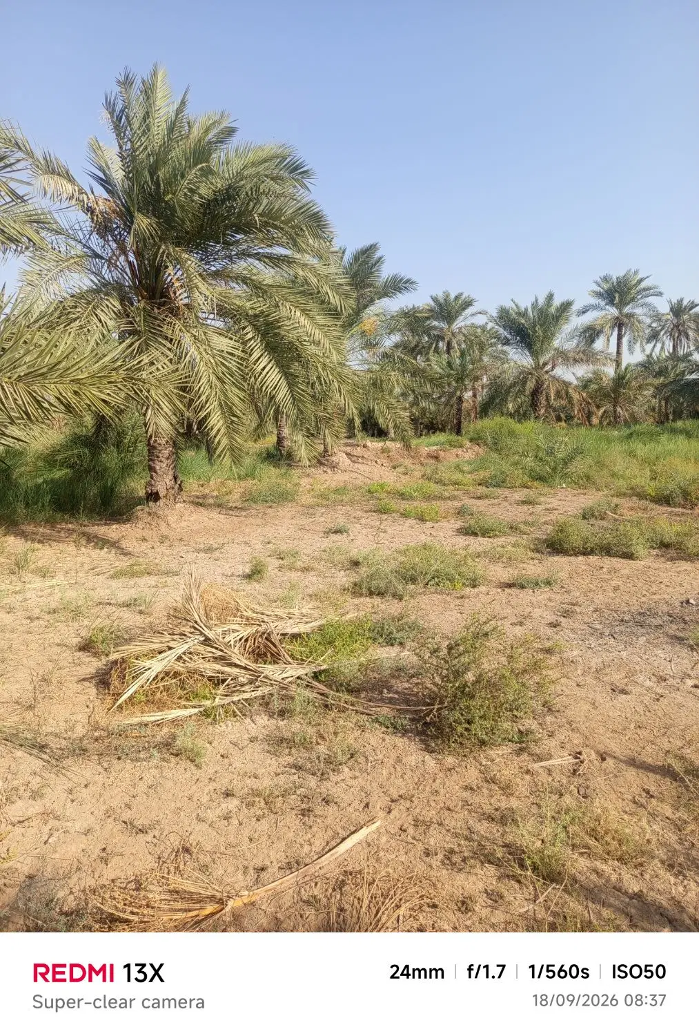 زمین کشاورزی