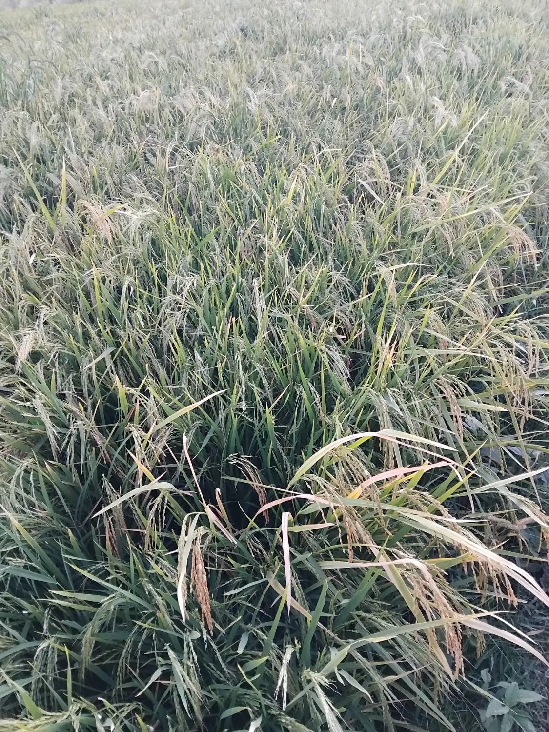 زمین کشاورزی اجاره میکنم