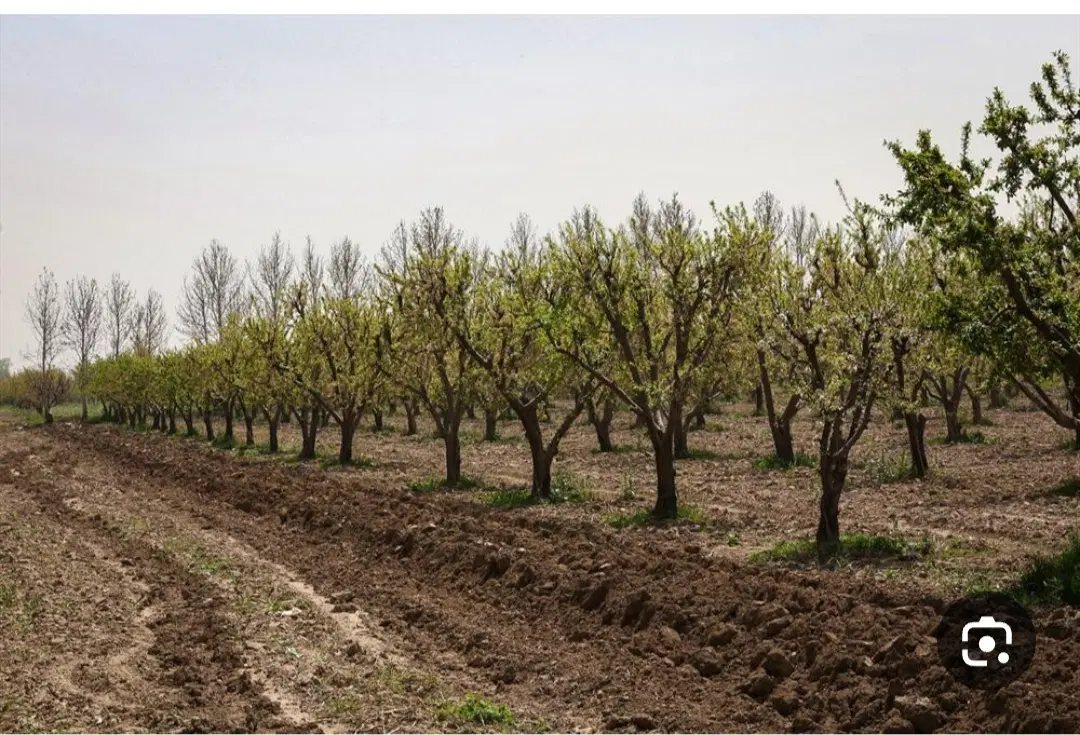 زمین زراعی درخت بادام
