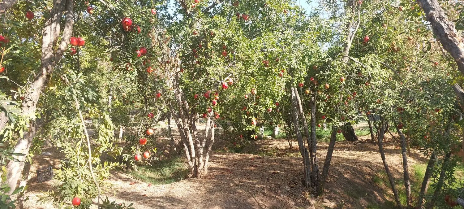 باغ واقع در کسایی و فرهنگشهر
