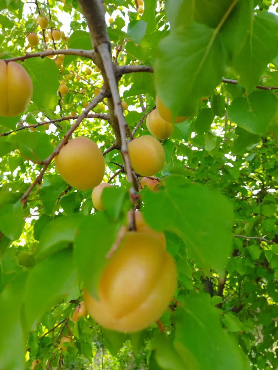 قطعه زمین ویلایی و باغی سرسبز دارای آب و برق و...