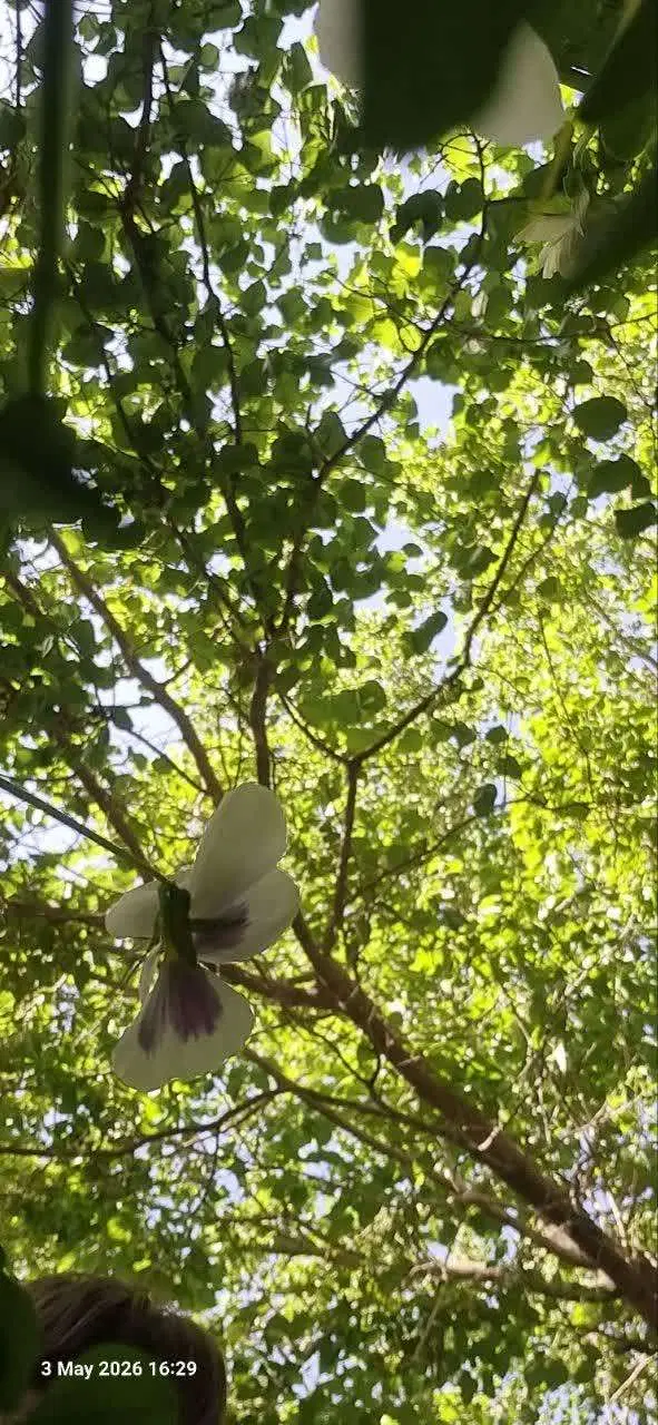 باغ قابل تبدیل به پلاک مسکونی