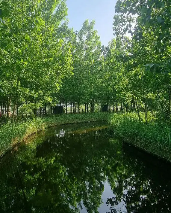 ویلای چوبی آماده تحویل با امکانات