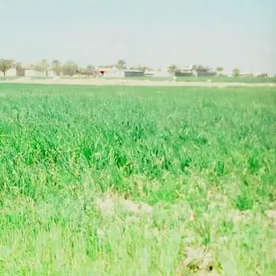 زمین کشاورزی