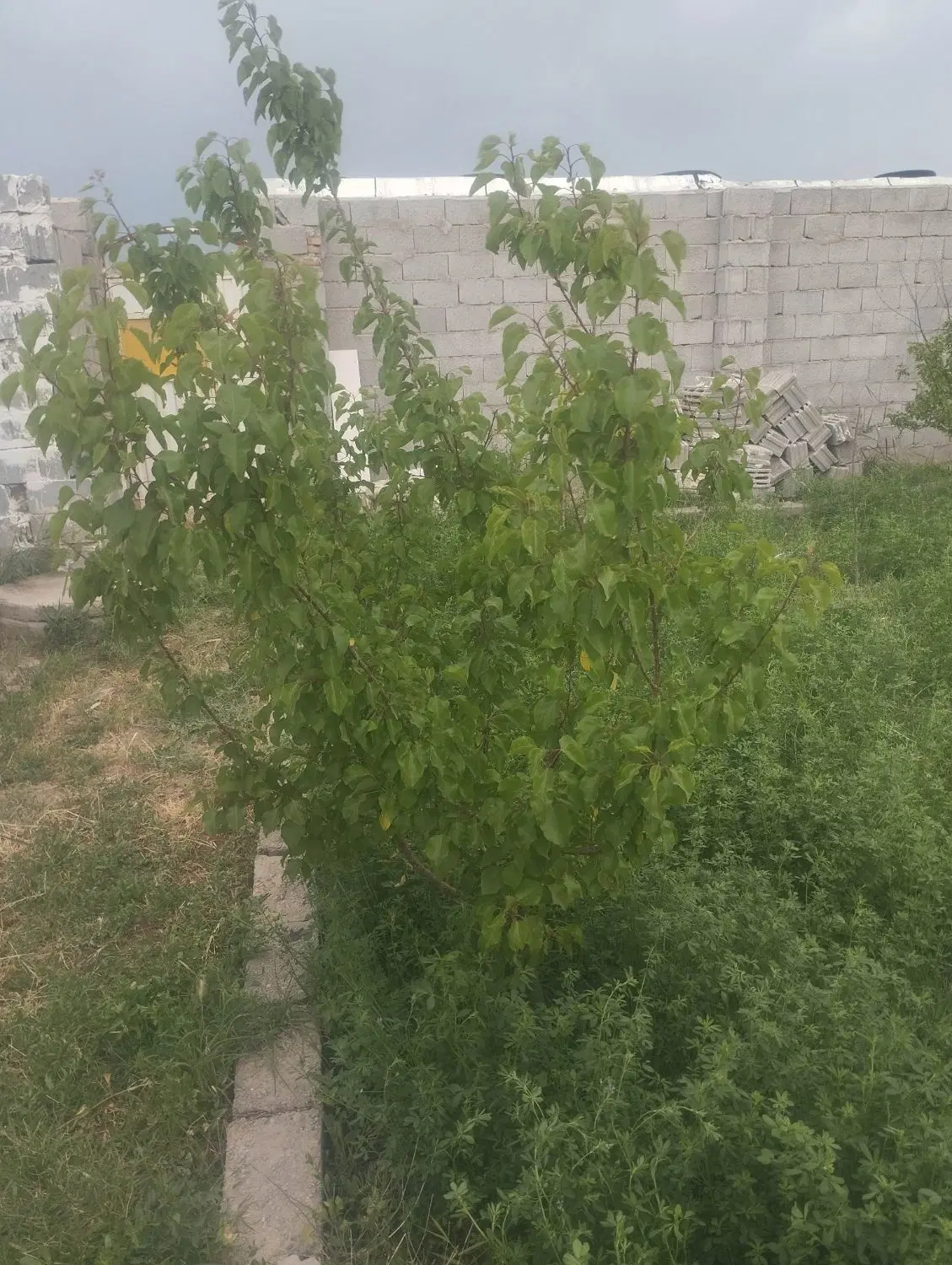 با غ حصار شده در باغ معروف