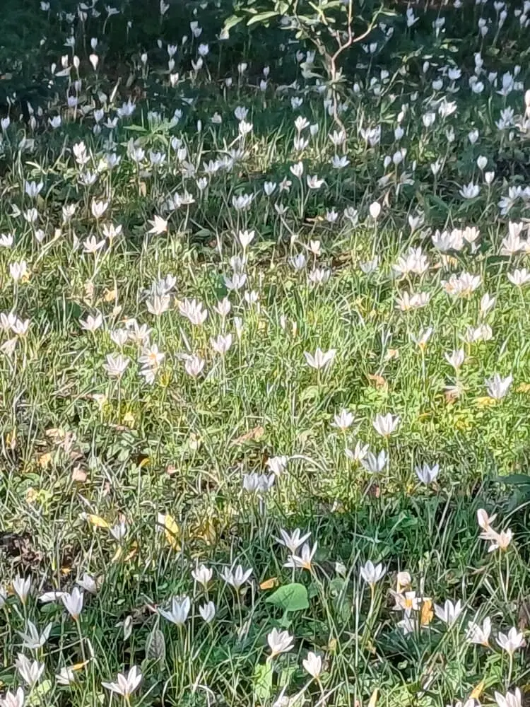 زمین هم باغی هم کشاورزی در روستای توریستی سراوان